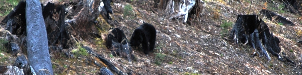 glassing for grizzly bear